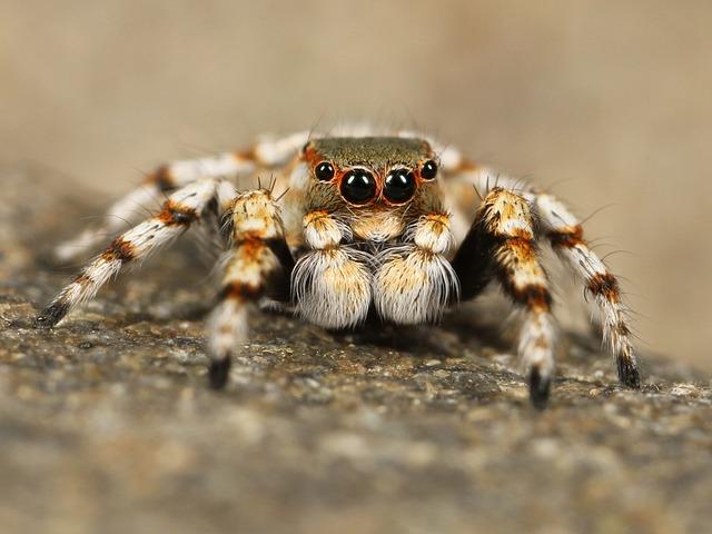 Pavouk Aragog:​ Tajemství a Historie Legendárního‌ Tvoru