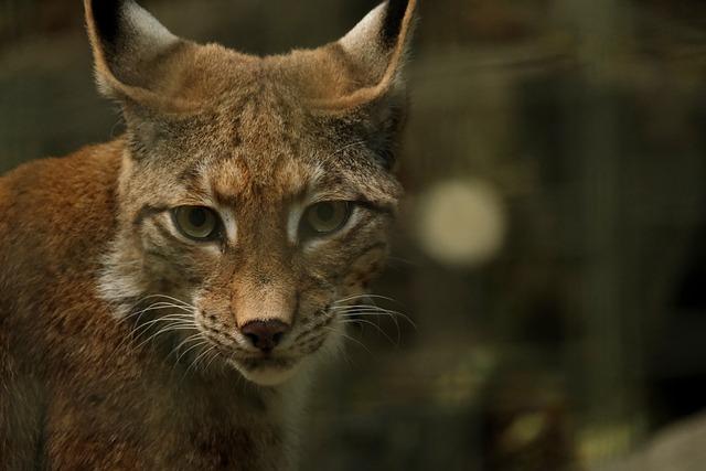 Jak Se Jmenovala Matka Lorda Voldemorta: Rodinné Kořeny