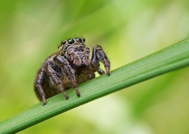 Simpsnovi Spider-Vepř: Spider-Vepř a Jeho Superhrdinské Činy