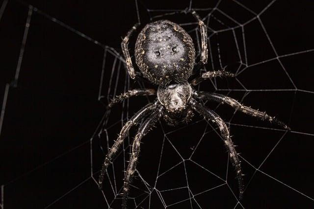 Jaké jsou schopnosti Spider Vepře a co nás učí o hrdinství