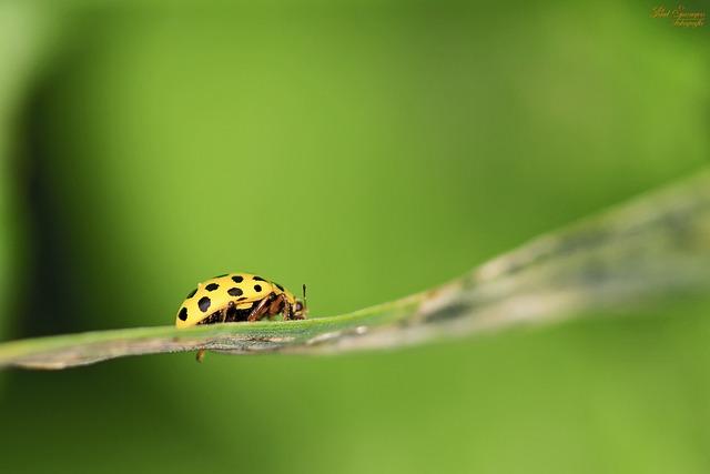 Dobrodružství a Výzvy: Jak Ladybird Zachraňuje Svět Kolem Nás