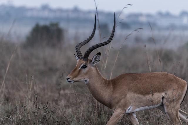 Jak se zrodil Buck McCoy: Pozadí postavy a tvůrce