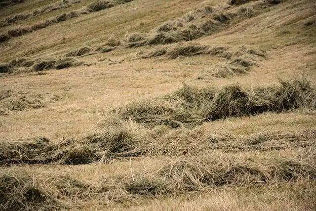 Co se ve scéně odehrává ‌a ‌jaký má význam