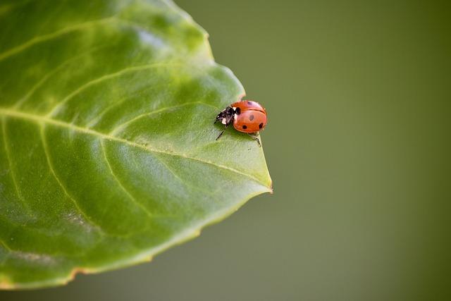 Inspirující Poselství: Co Můžeme Od Ladybird Naučit