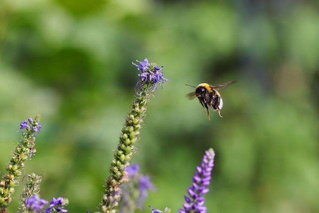 Závěr a budoucnost⁢ Bumblebee