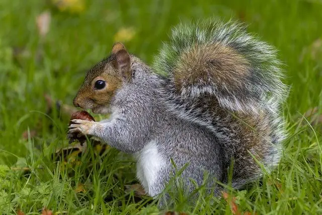 Jak se Disapproving Squirrel stal virálním fenoménem