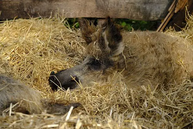 Třída, do které Líza chodí: Věk a zkušenosti