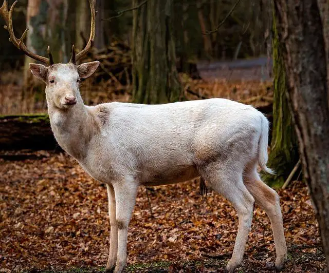 Postavy a jejich vývoj: Jak Buck McCoy ovlivňuje ostatní