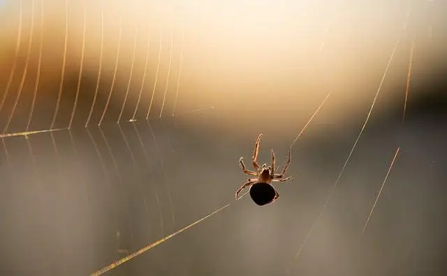 Jak Spider-Vepř Změnil Pohled na Superhrdiny Ve Světě Komiksů