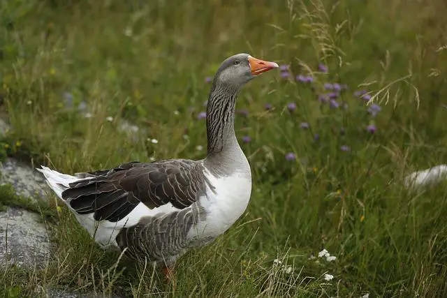 Kdo je Kočka Goose a proč je tak výjimečná