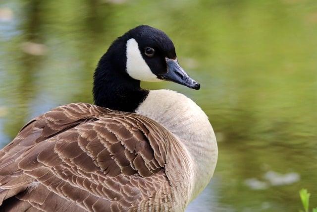 Nejvíce nezapomenutelné momenty s Kočkou Goose