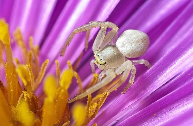 Doporučení pro fanoušky: Kde najít nejlepší příběhy Spider Vepře