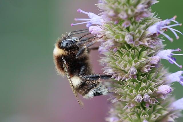 Bumblebee ​a jeho⁢ vztah k ostatním Autobotům