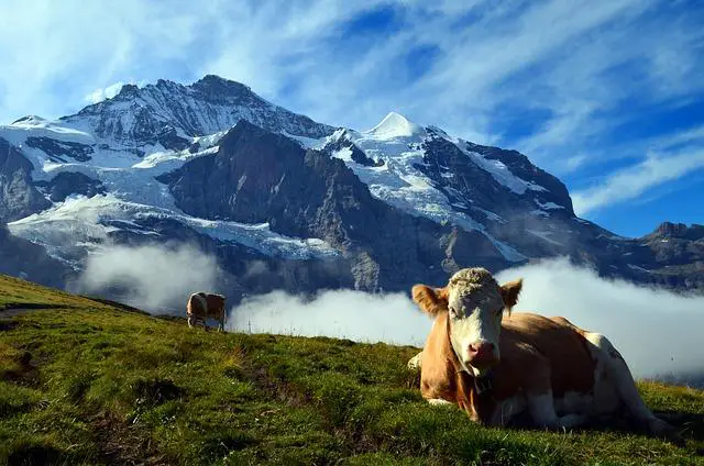 Grindelwaldovi společníci a jejich role v jeho plánech