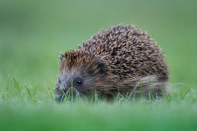 Zvířata jako symboly: Co říká tvůj patronus o tobě