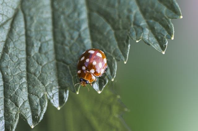 Jedinečné Schopnosti Ladybird: Co Ji Odlišuje Od Ostatních Hrdinů