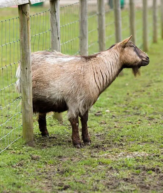 Kultovní momenty: Nejlepší scény s Itchym, které si ⁣pamatujeme