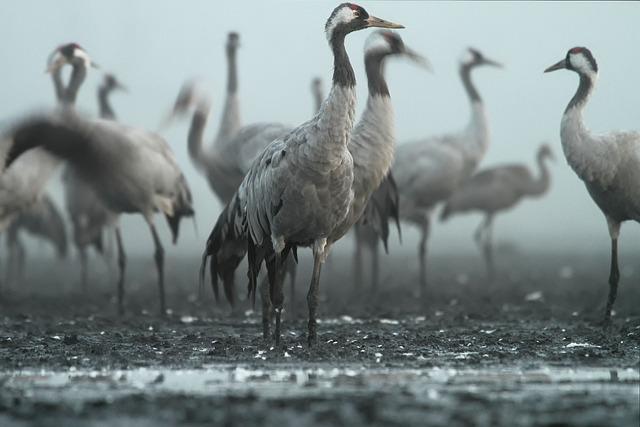 Praktické Tipy,⁣ Jak Začlenit Rady Tetičky Crane do⁣ Každodenního ⁣Života