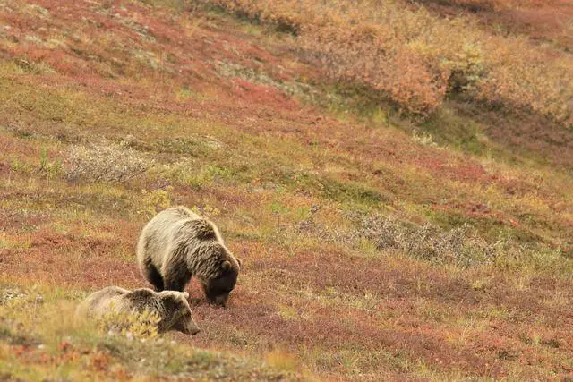 Simpsnovi Alaska Nebraska: Popová Hvězda