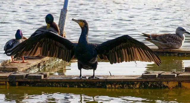 Soužití s přírodou: Co se Homer může naučit