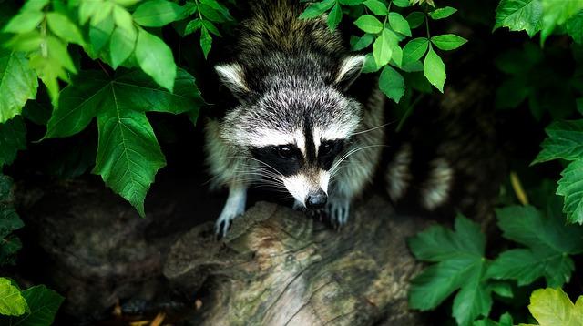 Doporučení pro sledování filmů s Rocket Raccoon