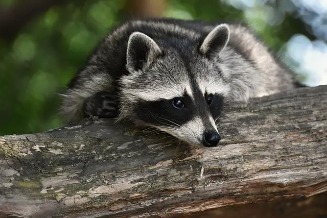 Vztah Rocket Raccoon k ostatním superhrdinům