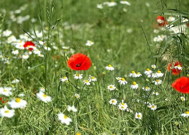 Magické vůně: Výběr aromat inspirovaných kouzelnickým světem