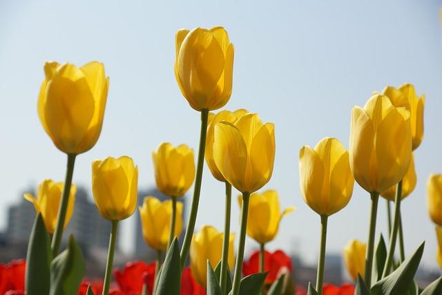 Tulip Karasu jako symbol moderní kouzelnice